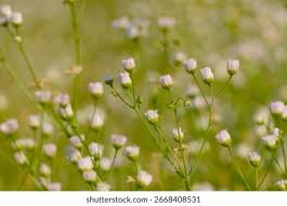 Attēlu rezultāti vaicājumam “Erigeron acris flower”