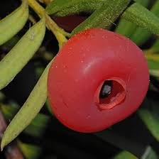 Attēlu rezultāti vaicājumam “Taxus wallichiana”