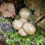 Attēlu rezultāti vaicājumam “Lycogala flavofuscum spores”