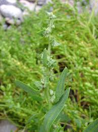 Attēlu rezultāti vaicājumam “Atriplex littoralis leaf”
