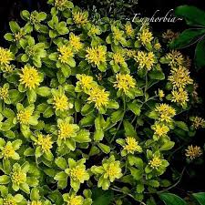 Attēlu rezultāti vaicājumam “Euphorbia cyparissias flower”