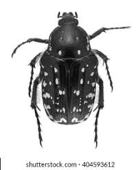 Attēlu rezultāti vaicājumam “Oxythyrea funesta imago”