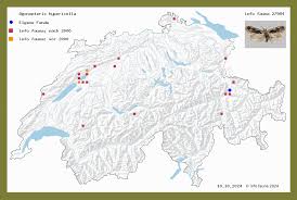 Attēlu rezultāti vaicājumam “Agonopterix hypericella”