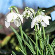 Attēlu rezultāti vaicājumam “Galanthus nivalis leaf”