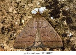 Attēlu rezultāti vaicājumam “Zanclognatha tarsipennalis”