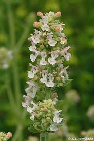 Image result for Nepeta cataria