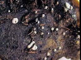 Attēlu rezultāti vaicājumam “Didymium tussilaginis macro”