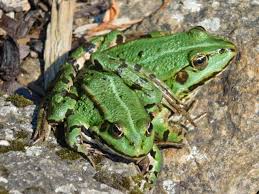 Attēlu rezultāti vaicājumam “Pelophylax adult”