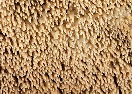 Attēlu rezultāti vaicājumam “Mycoacia fuscoatra”