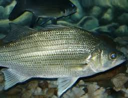 Image result for Morone chrysops