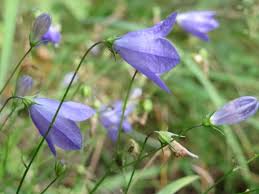 Attēlu rezultāti vaicājumam “Campanula rotundifolia”