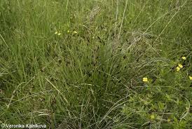 Attēlu rezultāti vaicājumam “Schoenus ferrugineus flower”