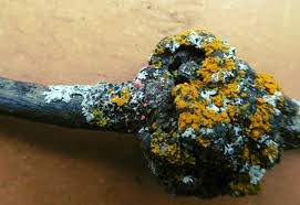 Attēlu rezultāti vaicājumam “Illosporiopsis christiansenii”