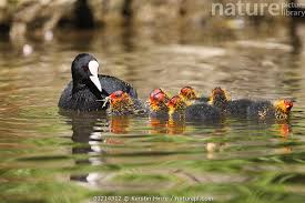 Attēlu rezultāti vaicājumam “Fulica atra adult”