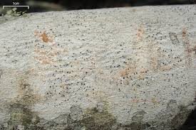 Attēlu rezultāti vaicājumam “Stictis”