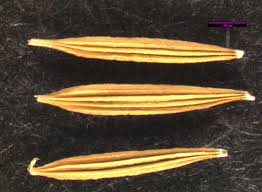 Image result for Agoseris major