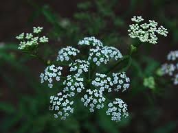 Attēlu rezultāti vaicājumam “Berula erecta”