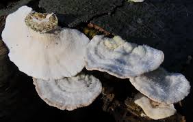 Attēlu rezultāti vaicājumam “Trametes hirsuta”