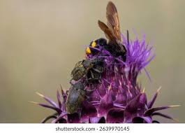 Attēlu rezultāti vaicājumam “Larinus sp.”