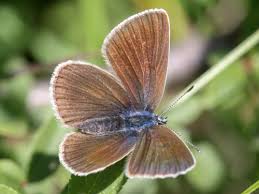 Attēlu rezultāti vaicājumam “Cyaniris semiargus underside”