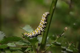 Attēlu rezultāti vaicājumam “Cucullia verbasci larva”