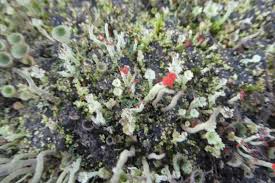 Attēlu rezultāti vaicājumam “Cladonia floerkeana”