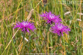 Image result for Centaurea nigra