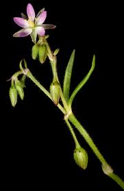 Attēlu rezultāti vaicājumam “Spergularia marina”