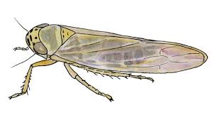 Attēlu rezultāti vaicājumam “Macrosteles nymph”