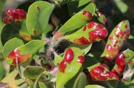 Attēlu rezultāti vaicājumam “Exobasidium uvae-ursi”