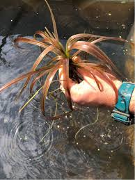 Attēlu rezultāti vaicājumam “Stratiotes aloides”