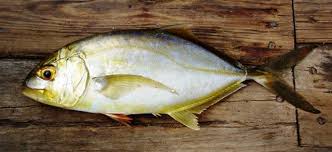 Image result for Caranx bartholomaei