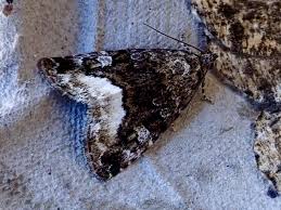 Attēlu rezultāti vaicājumam “Protodeltote pygarga”