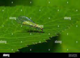 Attēlu rezultāti vaicājumam “Chrysopa”