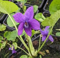 Attēlu rezultāti vaicājumam “Viola odorata flower”