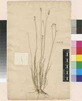 Attēlu rezultāti vaicājumam “Carex loliacea”