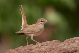 Image result for Cercotrichas galactotes