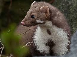 Attēlu rezultāti vaicājumam “Martes foina”