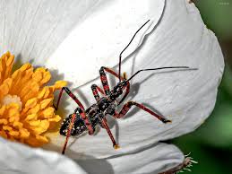 Attēlu rezultāti vaicājumam “Rhynocoris annulatus nymph”