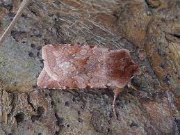 Attēlu rezultāti vaicājumam “Cerastis rubricosa”