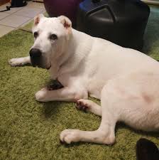 Image result for Slough Octopush Club