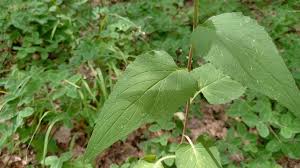 Attēlu rezultāti vaicājumam “Campanula rapunculoides leaf”