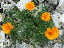 Attēlu rezultāti vaicājumam “Eschscholzia californica leaf”