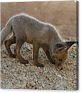 Attēlu rezultāti vaicājumam “Vulpes vulpes  juvenile”