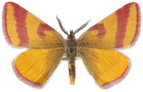 Attēlu rezultāti vaicājumam “Lythria cruentaria”