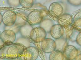 Attēlu rezultāti vaicājumam “Perichaena corticalis”