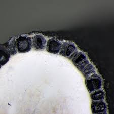 Attēlu rezultāti vaicājumam “Xylaria longipes”