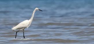 Attēlu rezultāti vaicājumam “Egretta alba adult”