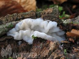 Attēlu rezultāti vaicājumam “Exidia cartilaginea”