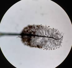 Attēlu rezultāti vaicājumam “Comatricha pulchella stalked”